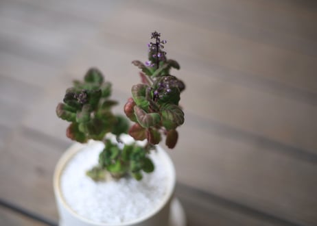 プレクトランサス　エルンスティー　Plectranthus ernstii