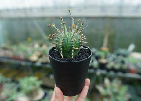 ユーフォルビア　バリダ　Euphorbia valida　No.4