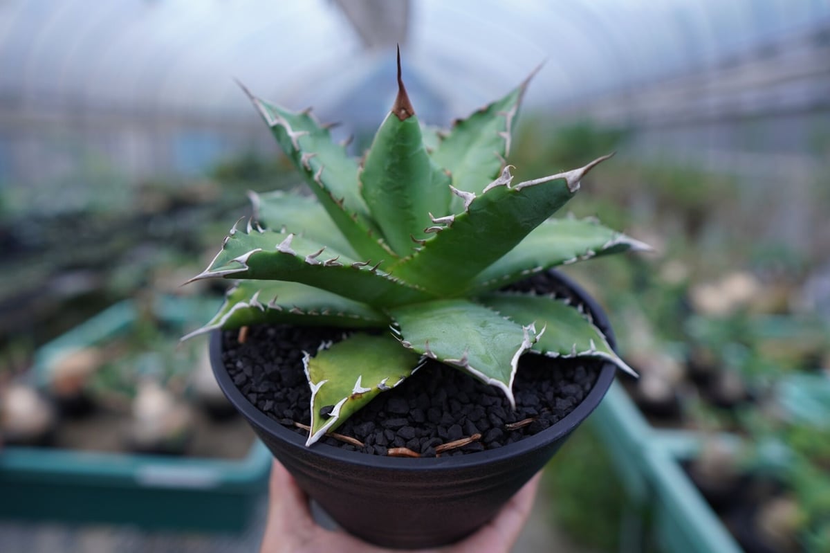 アガベ チタノタ 夕映厳龍　Agave titanota ”solareclipse