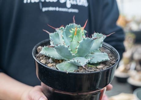 アガベ　ポタトラム　”スポーン”　agave potatorum "spawn"