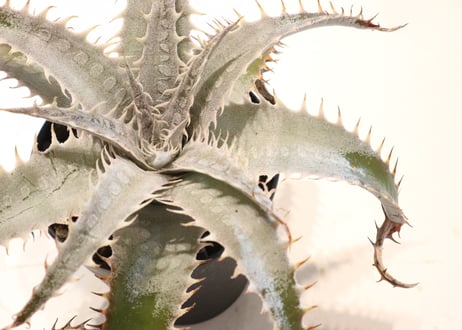 Dyckia ML#05 x delicata GF F1