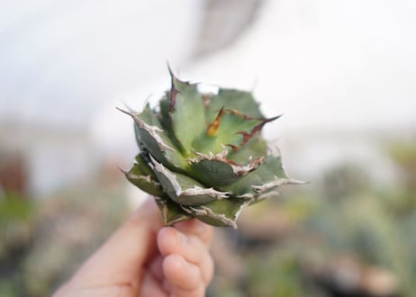 agave titanota  FO-76　No.2