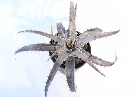 Dyckia  Rock × ML Red