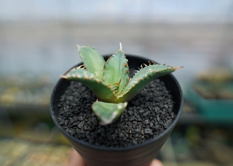 アガベ　チタノタ　FO-76　agave titanota  FO-76　No.5