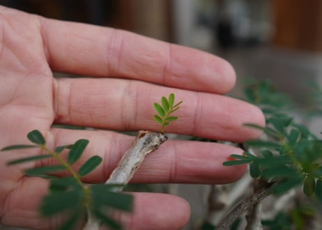 センナ　メリディオナリス　Senna meridionalis　No.3