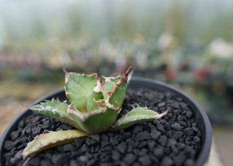 アガベ チタノタ シーザー agave titanota caesar　No.3