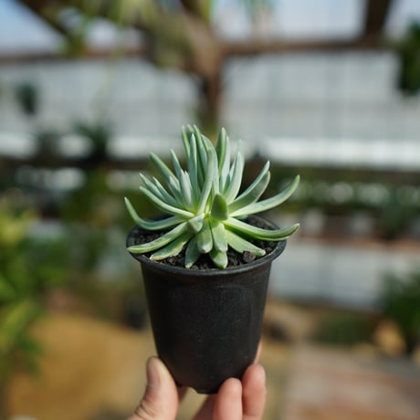 dudleya | STORES