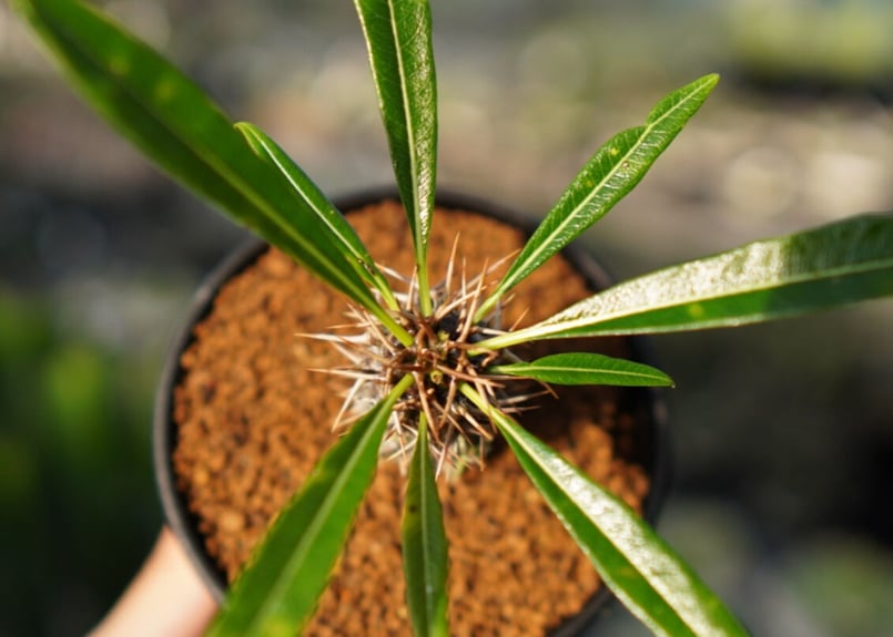 パキポディウム フィヘレネンセ【1】 | mana's farm:塊根植物・アガベ