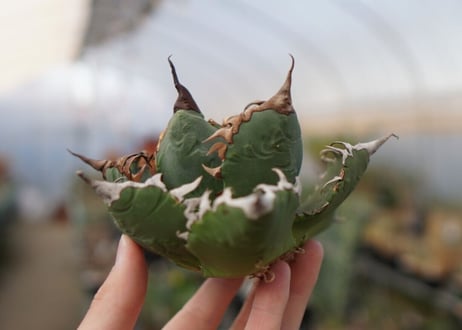 agave titanota  ソーラーエクリプス