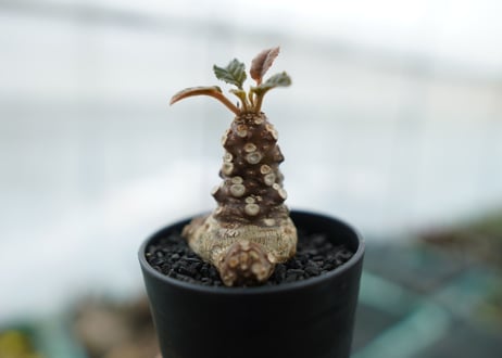 ドルステニア フォエチダ Dorstenia foetida　No.3