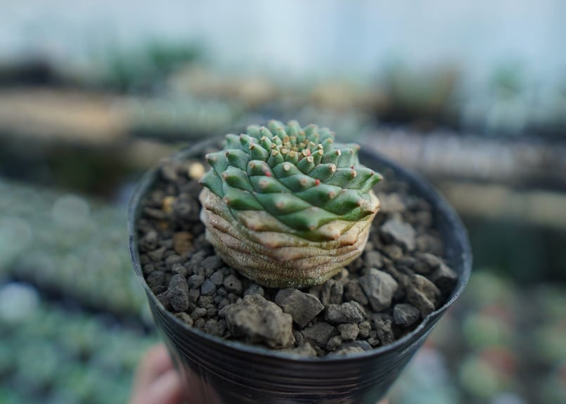 ユーフォルビア オベサ×鉄甲丸 Euphorbia obesa×bupleurifolia |...