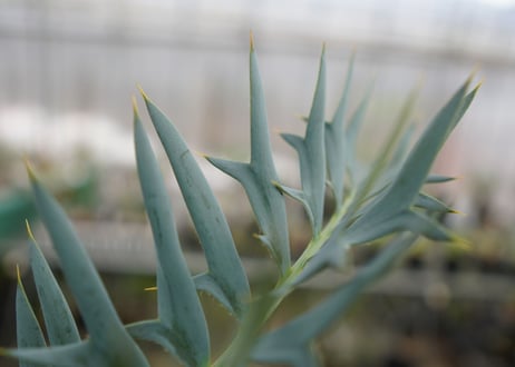 エンセファラルトス　 ホリダス　Encephalartos horridus　 NO.2