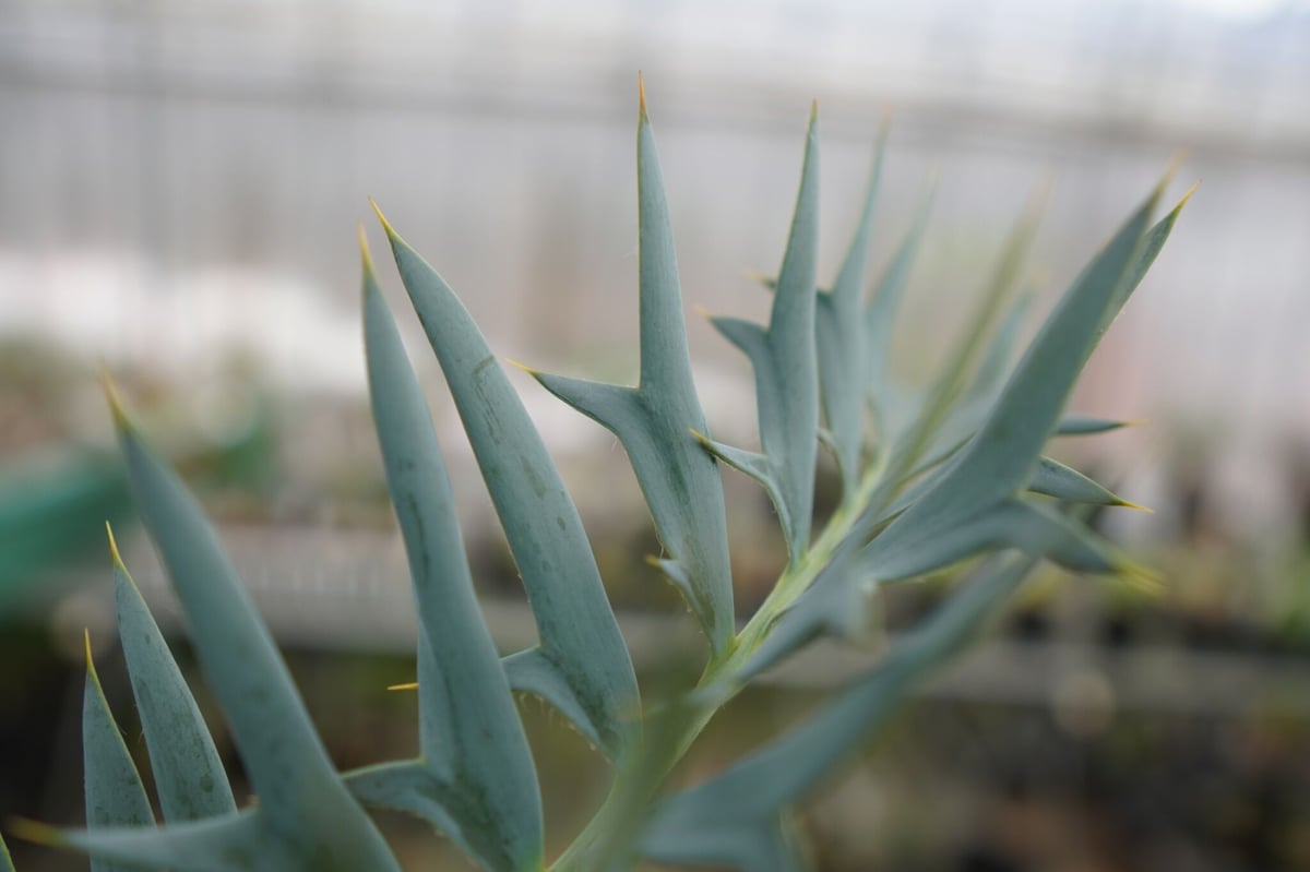 エンセファラルトス ホリダス Encephalartos horridus NO.2 |