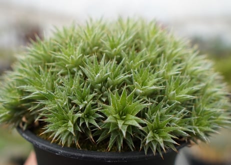 デウトコロニア　クロランサ　Deuterocohnia chlorantha