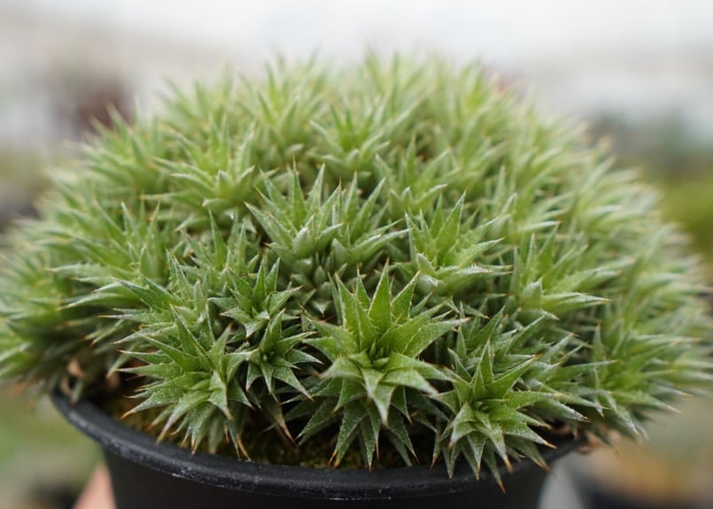 デウトコロニア クロランサ Deuterocohnia chlorantha | mana's