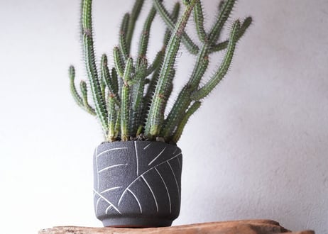 Euphorbia baioensis