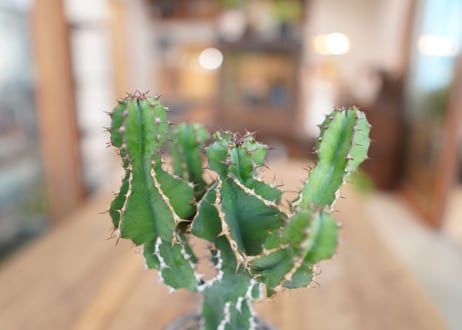 オオマトイ 　Euphorbia triangularis