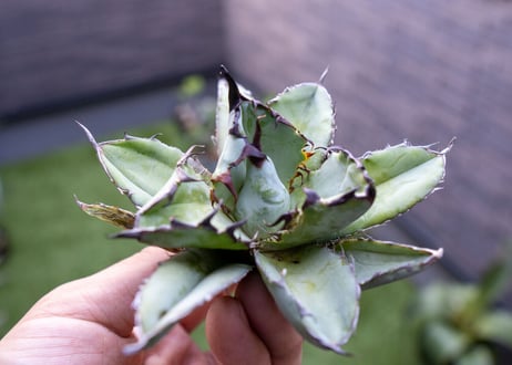 Agave B&B C NO.4 (G)