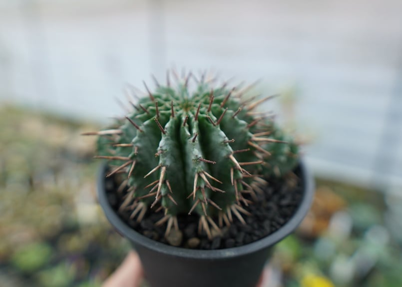 ユーフォルビア ホリダ Euphorbia horrida No.2 | mana's far