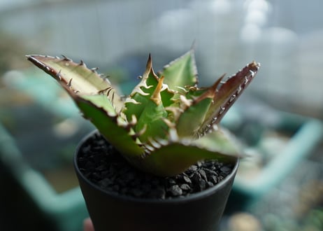 アガベ　チタノタ　レッドキャットウィーズル　Agave titanota Red catweezle　No.8