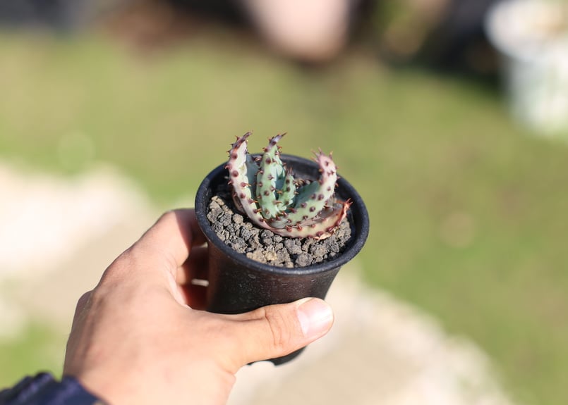 アロエ・マルロシー・大 アロエ マルロシー | PROTOLEAF プロトリーフ