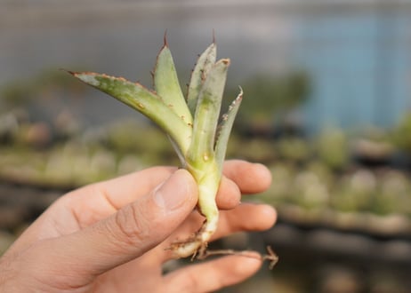 Agave titanota 'black and blue'　カキ子　No.3