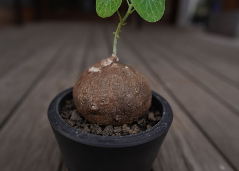 ステファニア エレクタ Stephania erecta | mana's farm:塊根植物