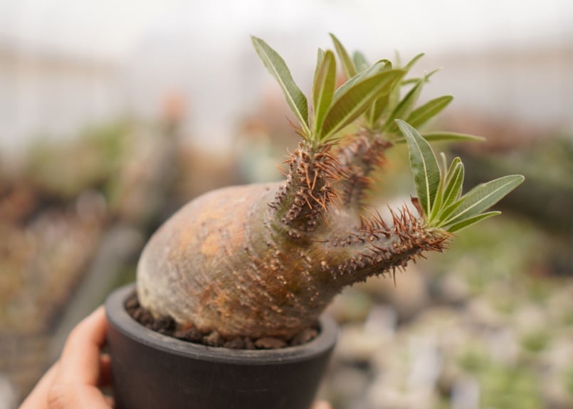 パキポディウム グラキリス B NO.6 | mana's farm:塊根植物・アガベ