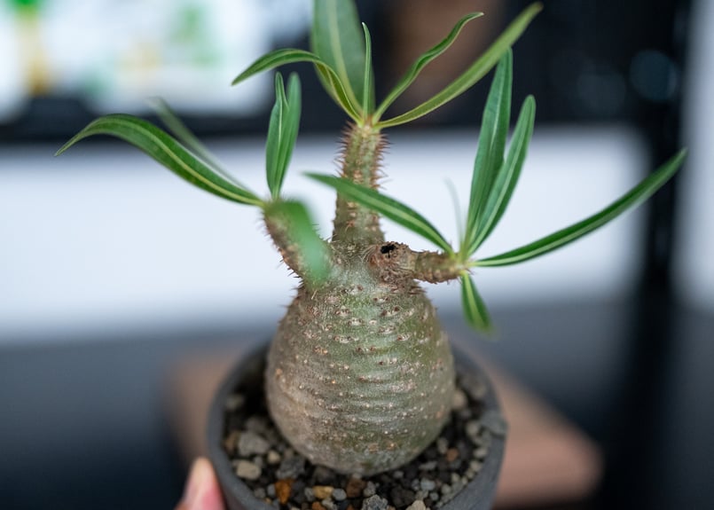 パキポディウム グラキリス 沖縄管理株 | mana's farm:塊根植物