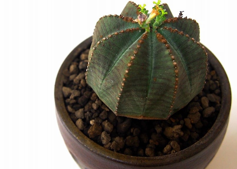 ユーフォルビア オベサ euphorbia Obesa | mana's farm:塊根植物・