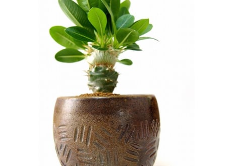 Pachypodium brevicaule albiflorum 　恵比寿笑い