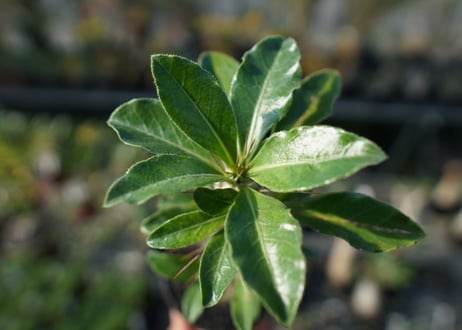 パキポディウム　サンデルシー　Pachypodeium saundersii