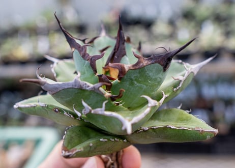 Agave titanota hades No.1