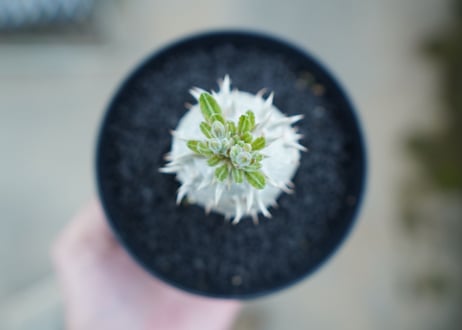 パキポディウム　恵比寿大黒　Pachypodium Densicaule　No.5
