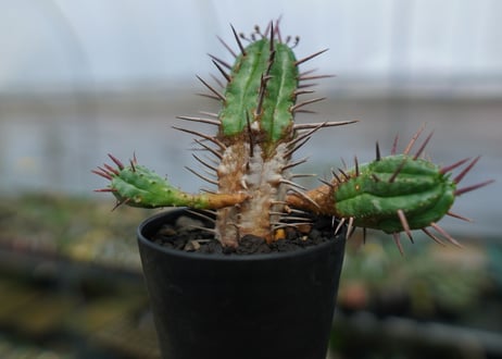 ユーフォルビア　フェロックス　Euphorbia ferox