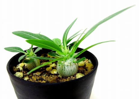 Pachypodium eburneum　パキポディウム　エブレネウム　実生苗３株セット
