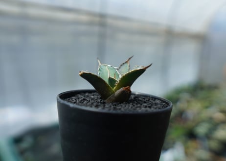 アガベ　チタノタ　FO-76　agave titanota  FO-76　No.2