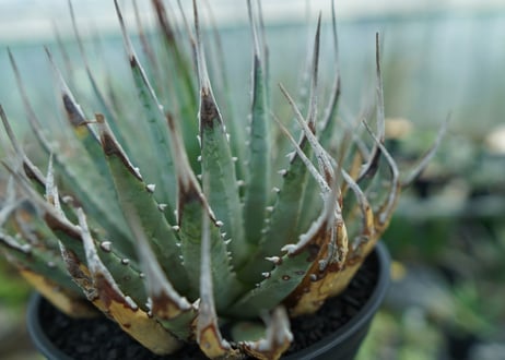 アガベ　ユタエンシス　Agave uthaensis　No.4