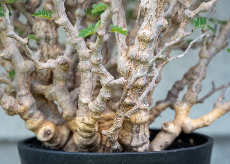 センナ メリディオナリス NO.1 | mana's farm:塊根植物・アガベ