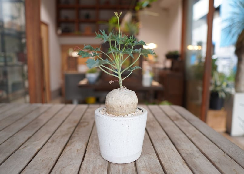 錦珊瑚 Jatropha berlandieri | mana's farm:塊根植物・アガベ