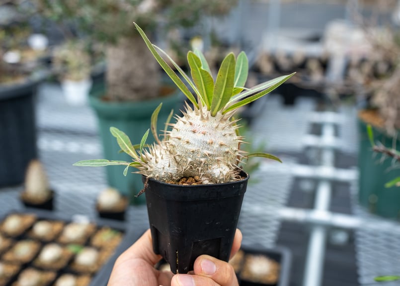 パキポディウム　1m パキポディウムSP -①｜観葉植物 | GREENS FOR GOOD公式オンライン