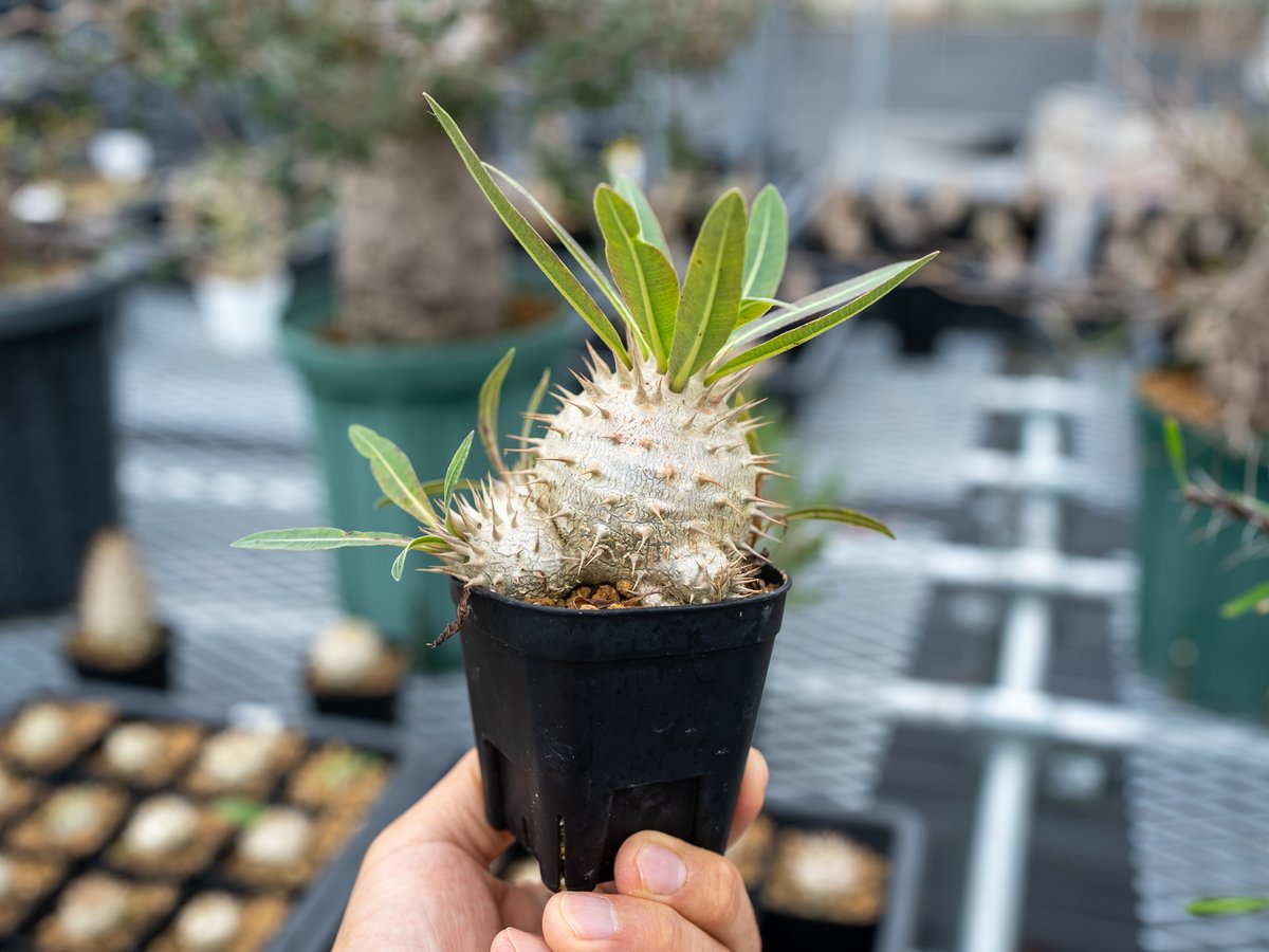 パキポディウム グラキxエブレ 沖縄実生 | mana's farm:塊根植物