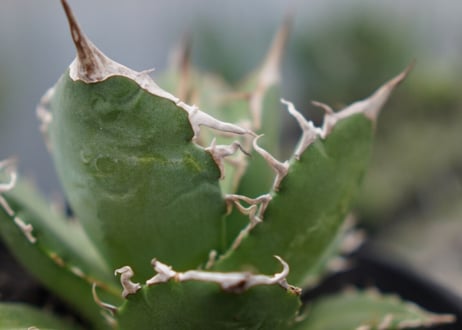 agave titanota　白鯨