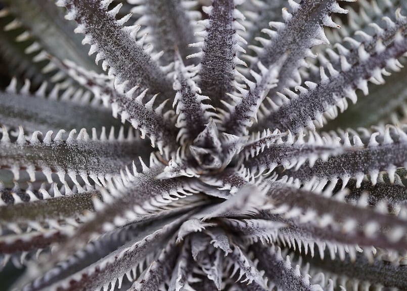 Dyckia HH x (MLxBS) | mana's farm:塊根植物・アガベ・ドライガ