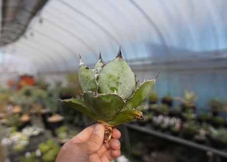 agave titanota ブラック＆ブルー　No.3