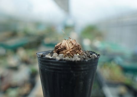 亀甲竜　Dioscorea elephantipes　No.10