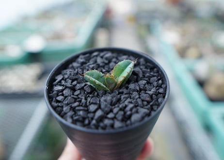 アガベ　チタノタ　 ブラックアンドブルー 　Agave titanota black and blue　No.15