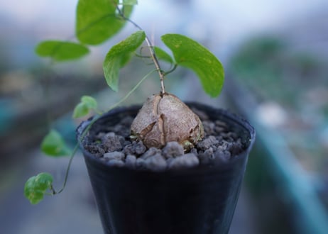亀甲竜　Dioscorea elephantipes　No.9