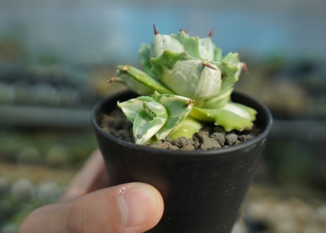 アガベ　王妃雷神錦　白中斑　Agave　“Ohi Raijin Nishiki Shironakahu”