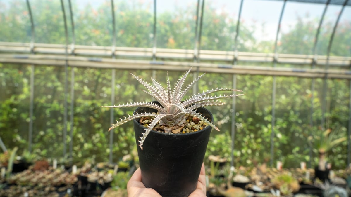 ディッキア | mana's farm:塊根植物・アガベ・ドライガーデン植物販売